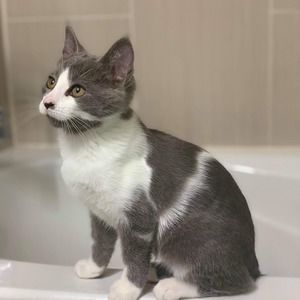 Meet your Posher, Jacky